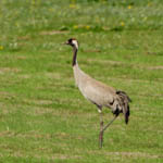 Common Crane, Benbecula