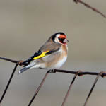 Goldfinch, South Uist