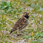 male Lapland Bunting, North Uist