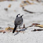 male White Wagtail